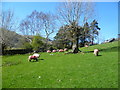 Sheep at Hartsop