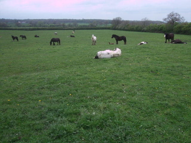 Mares and foals in a field near Lower Pavenhill Farm, Purton