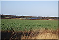 Farmland, Gallow Hill