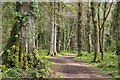 East Devon : Ashclyst Forest Track