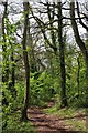 SY0098 : East Devon : Ashclyst Forest by Lewis Clarke