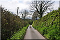 East Devon : Country Lane