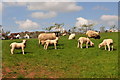 East Devon : Sheep Grazing