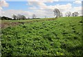 Fields near Markington