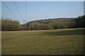 Walkwood Coppice from Morton Stanley Park, Redditch