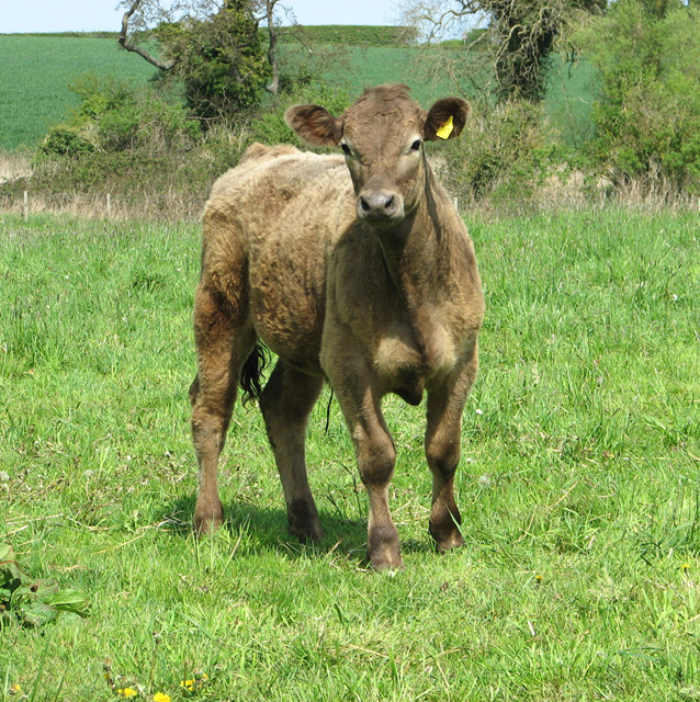 Bullock in pasture by Hindringham Meadows nature reserve