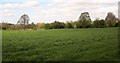 Field near Wallerthwaite