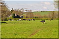 East Devon : Grassy Field & Cattle