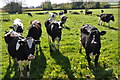 East Devon : Cattle Grazing