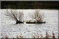 SU1799 : A tern raft at Whelford Pools Nature Reserve by Steve Daniels