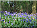 Bluebells in Backwarden, Danbury Common