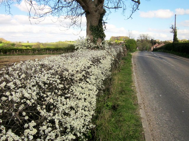 Blackthorn by the road to Wormald Green