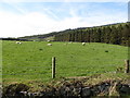 Forest/farmland boundary west of the Forest Drive