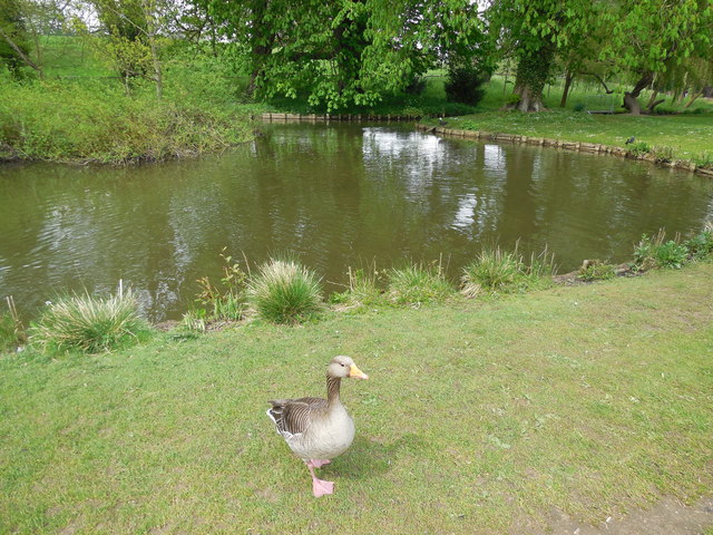 Duck by River Len