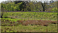 Railway embankment, Ballymena/Galgorm