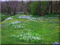 Wildflower meadow by the River Add at Sandgate