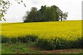 Field of rape near Rousham