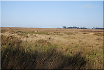 TF9343 : Warham Marshes by N Chadwick