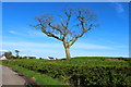 Tree at Dunjarg near Castle Douglas