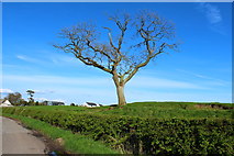 NX7865 : Tree at Dunjarg near Castle Douglas by Billy McCrorie