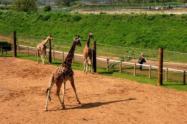 Yorkshire Wildlife Park: Giraffe... © Graham Hogg cc-by-sa/2.0