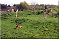 Yorkshire Wildlife Park: Lion County