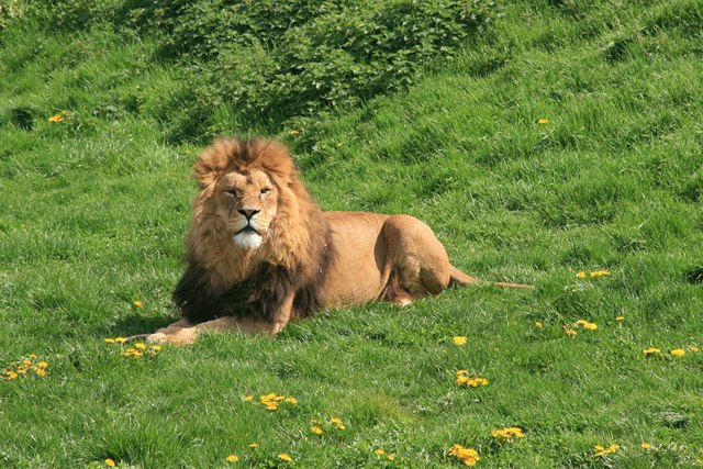 Yorkshire Wildlife Park: Lion Country © Graham Hogg cc-by-sa/2.0