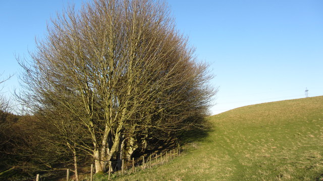 Trees alongside path