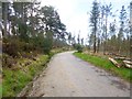 Gore Heath, forestry road