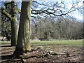Picnic area in Pitcheroak Wood, Redditch