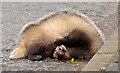 J4067 : Dead badger, Moneyreagh by Albert Bridge