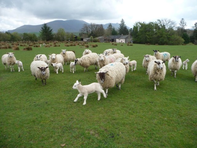 Ewes and lambs at High Bewaldeth [2]