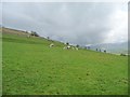 NY2234 : Ewes and lambs above Fell End by Christine Johnstone
