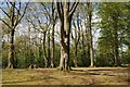 Beech trees on Dinedor Hill