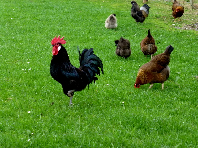 Poultry, Inch Island © Kenneth Allen cc-by-sa/2.0 :: Geograph Ireland