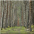 Wood near Dalraddie House