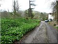 Wild garlic on the edge of Dogkennel Wood