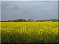 Oilseed rape and West Hill Farm