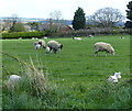 Ewes and lambs in Burton Lazars