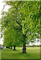 Lime trees by Ham Common, April 2014