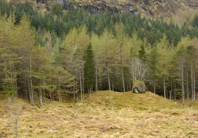 Coniferous plantation with boulder