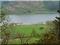 Sheepfield near Kiln How, on Bassenthwaite Lake shore