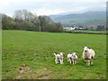 A ewe and triplets at Llwynyneuadd Farm