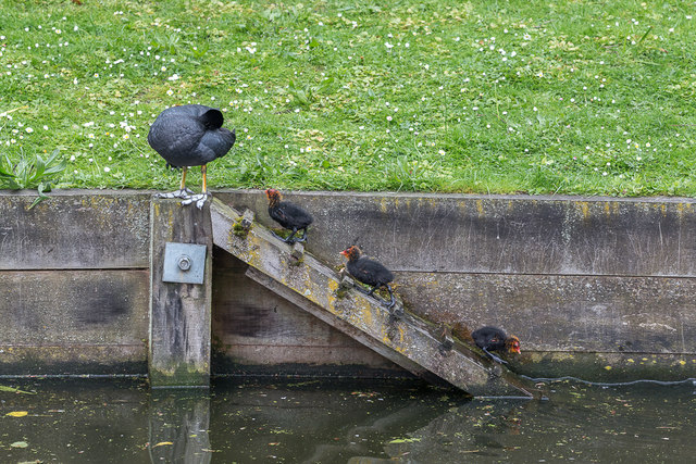 Coot Family, New River Loop, Enfield