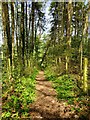 Footpath in Marles Wood