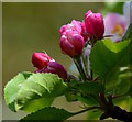 SU6774 : Apple blossom after rain, Tilehurst, Berkshire by Edmund Shaw