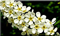 Hawthorn flowers, Comber Greenway, Belfast (April 2014)