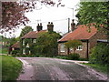 Blossom in Applegarth Lane Bainton