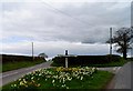 Daffodils and finger post at Ashtons-cross