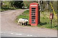 Sheep and a telephone box